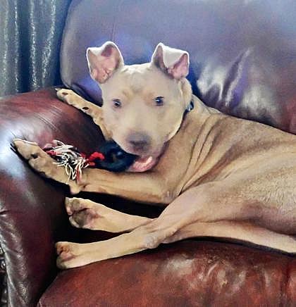 Wera - American Staffordshire Terrier