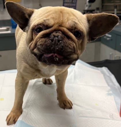 Aubrey - French Bulldog