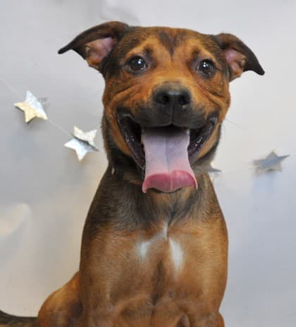 Twice Chosen, Twice Returned: The Unique Behavior That Makes This Shelter Dog's Adoption Challenging