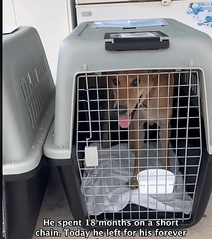 Dog Chained Up for 18 Months Finally Finds His Dream Family