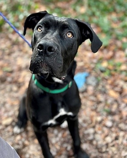 Gaspacho up for Adoption