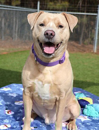 Gus Gus Athens - Labrador Retriever