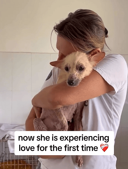 Dog Left Alone in the Jungle