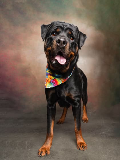 Orbit - Rottweiler