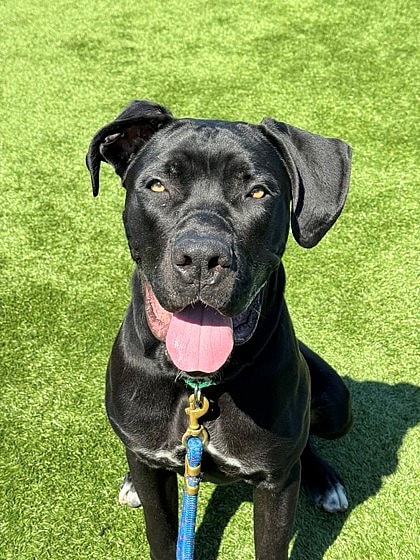 Gaspacho up for Adoption