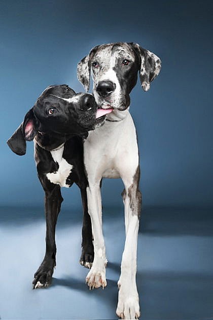 Split Foster Needed!