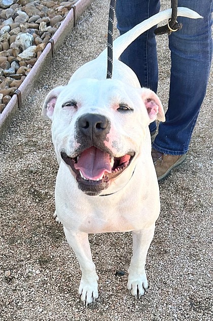 Casper up for Adoption