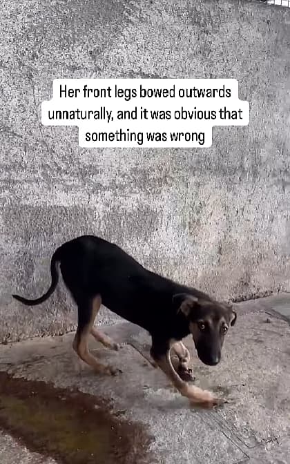 This Puppy Walked on Her Elbows & Was Starving—Until One Rescue Gave Her a Second Chance
