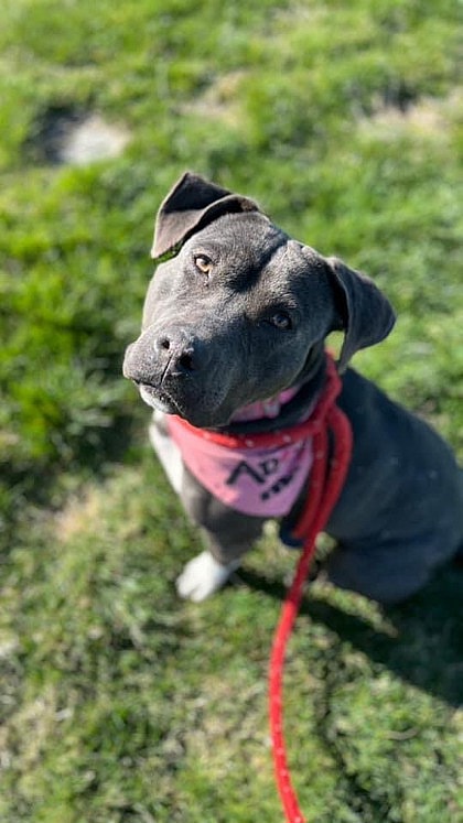 Sweet Pitbull Has Spent 9 Months in a Tiny Concrete Kennel Desperate To Be Adopted