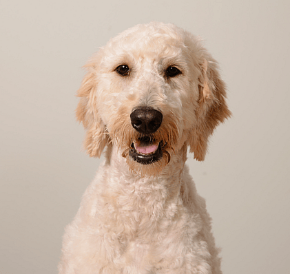 Kennel Cut