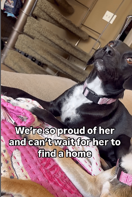 Watch the Heartwarming Moment a Feral Dog Sprints Full Speed to Her Foster Dad