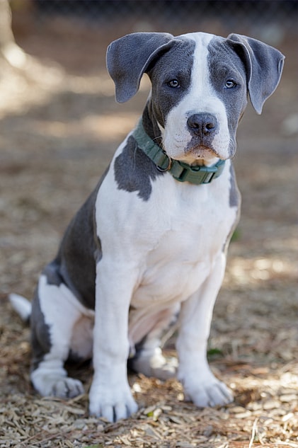 Blue Nose Pitbulls