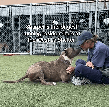 The Dog No One Notices: Why This Shy Pup Only Has 4 Weeks Left to Find the Love he Deserves.