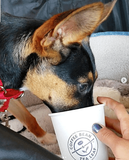 dog eating coffee bean puppuccino