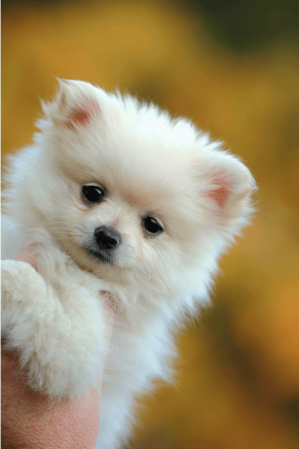 Pomeranian Names