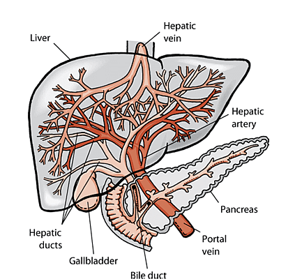 Gallbladder obstructions. The gallbladder helps break down fats during digestion by producing bile. When there’s something in the way of the gallbladder’s bile duct, your dog’s poop will change color. Often, gallbladder obstructions are caused by mucus buildup, muscle swelling, or gallstones. To check for gallbladder obstruction, monitor your dog’s behavior. There are several other accompanying symptoms to look out for, including:
Loss of appetite
Increased drinking
Weight loss
Jaundice
Abdominal pain
Fever
Diarrhea