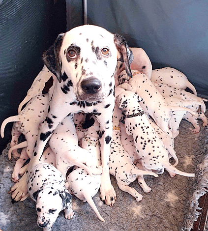 the World Record for Having the Most Puppies