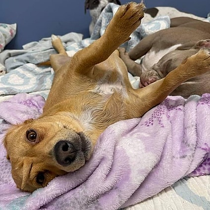 Narwhal, unicorn dog