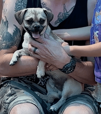 Sitting With Dogs Heartwarming Tale of Pugsly