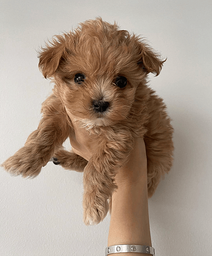 teacup maltipoo
