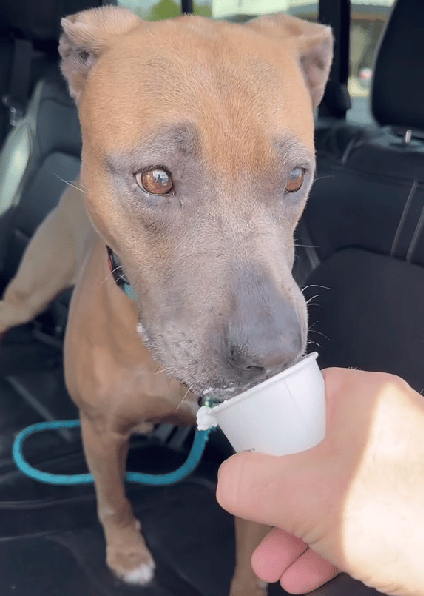 Dog Dad Pulls Out All The Stops To Give Shelter Pup Her Best Day Ever In Hopes Of Finding Her a “Furever Family”