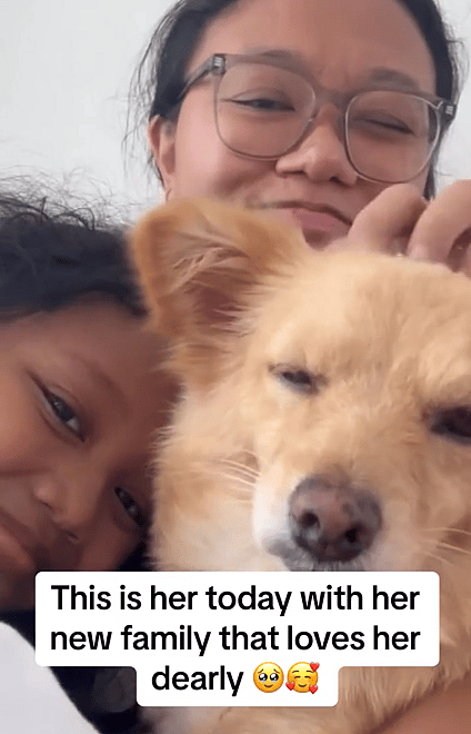 Dog Left Alone in the Jungle