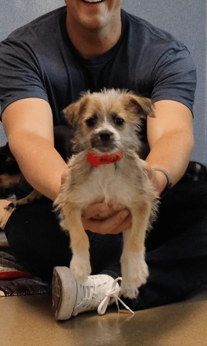 Puppy Returned to Shelter for Being "Too Evil"