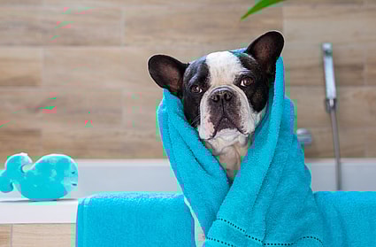 frenchie getting bath