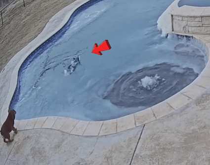 Brave Dog Mom Plunges into Icy Pool to Save Drowning Pup