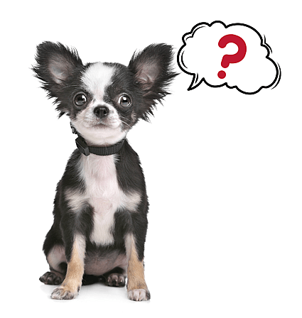 Long-Haired Chihuahua