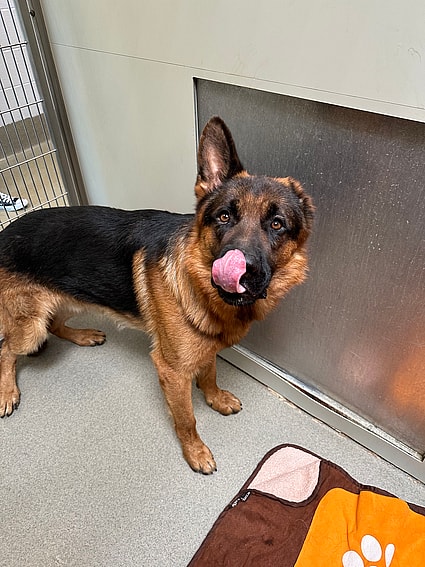 Sitting With Dogs - One-Eared German Shepherd