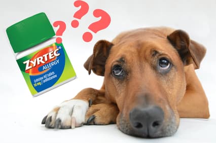 Dog & Zyrtec