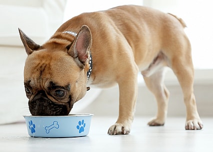 Are French Bulldogs Hypoallergenic