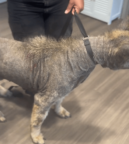 Happy Tears as Severely Abused German Shepherd Experiences Love for the First Time