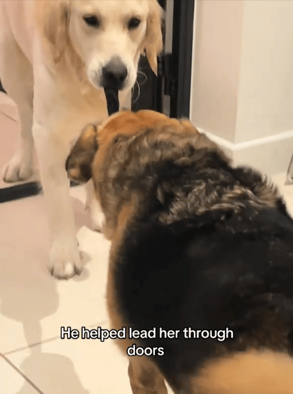Fearful Ukraine Rescue Dog Couldn’t Bring Herself to Walk Through Doors & Hallways, Until This Happened