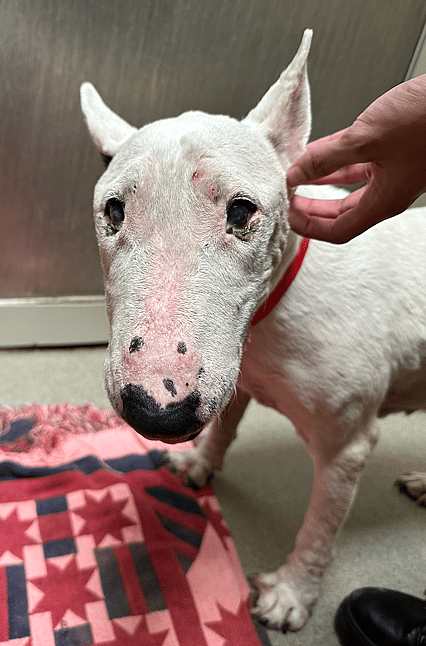 Sitting With Dogs - Dawn