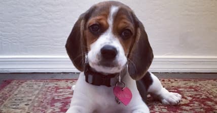64 Unusual Female Dog Names and What They Mean