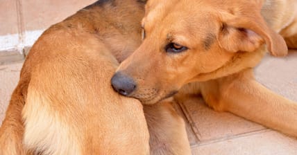 Prevention and Treatment Tips for Your Pup