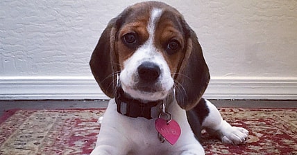 64 Unusual Female Dog Names and What They Mean