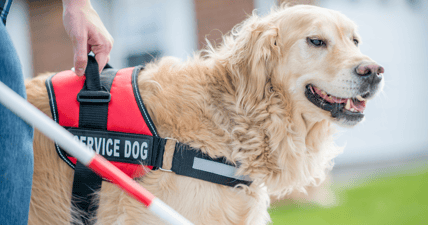Service dog