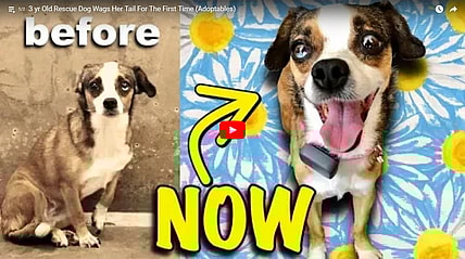 blossom before and now