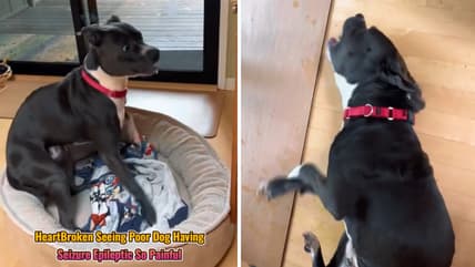 Heartbroken Dog Mom Captures Pitbull's Terrifying Seizure—Emotional TikTok Goes Viral