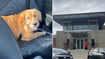 Puppy Gets 2nd Chance at 'Normal' Life After High-Stakes Liver Shunt Surgery in Dogs