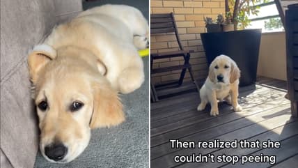 This Golden Retriever Puppy Couldn’t Stop Peeing—The Hidden Danger Dog Owners Often Miss