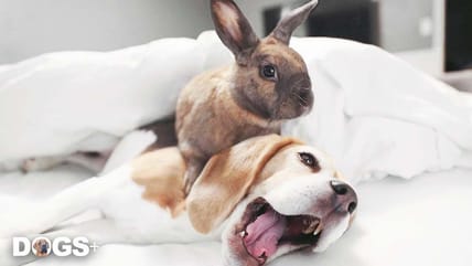 Beatle and Bunny