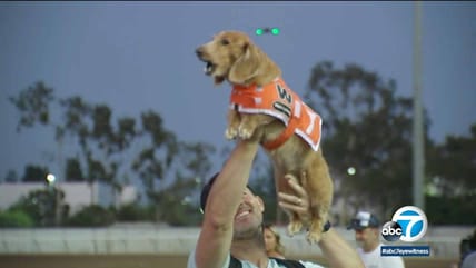 Fastest wiener dog in the West crowned at Wienerschnitzel race