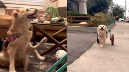 Happy Tears as Dog Who Couldn't Walk Lights Up with Joy After Getting a Wheelchair