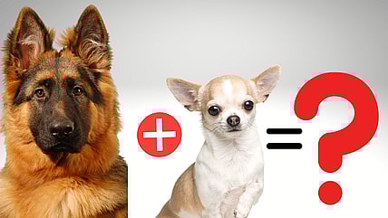 German shepherd chihuahua mix