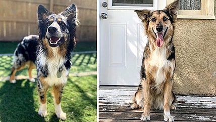 aussie German shepherd mix