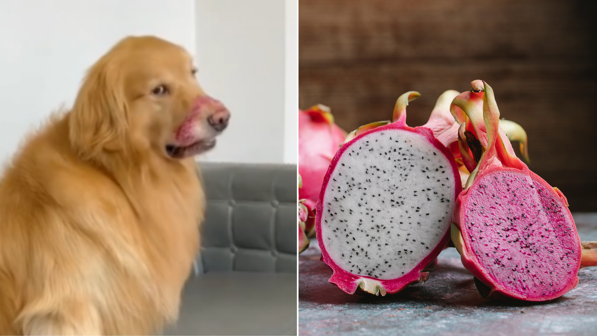 Golden Retriever Busted for Stealing Dragon Fruit, Pretends He Didn’t Do It